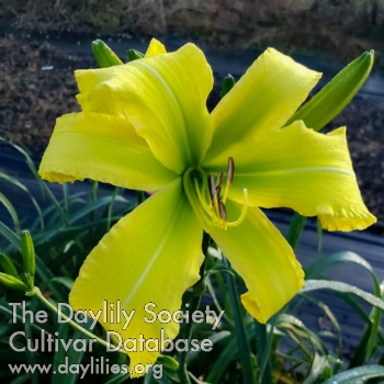 Heavenly Green Canary AHS image