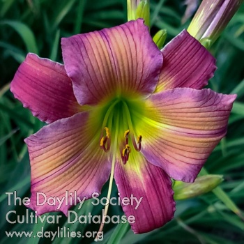 Luster Dragon AHS image