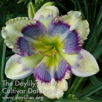 Heavenly Blue Diva AHS image