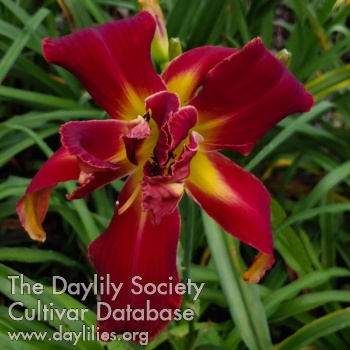 Heavenly Red Rooster AHS image