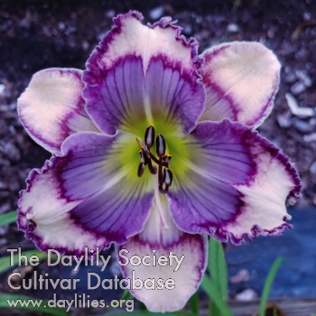 Spacecoast Pansy Face AHS image