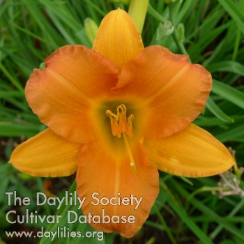 Orange Pixie AHS image