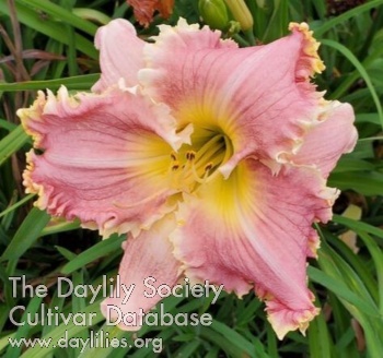 Miss Rumphius AHS image
