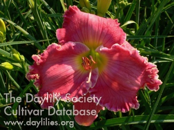 Pink Impression AHS image