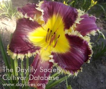 Essential Bloom AHS image