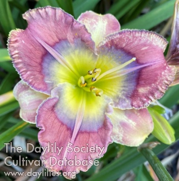 Jewel in the Lotus AHS image
