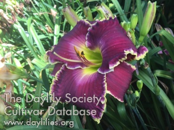 Nancy Dee's Delight AHS image