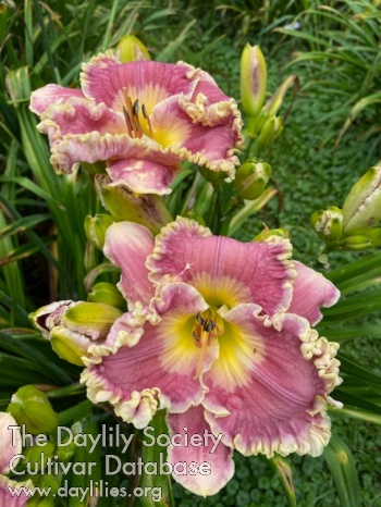 Wonderful Ole Nora AHS image