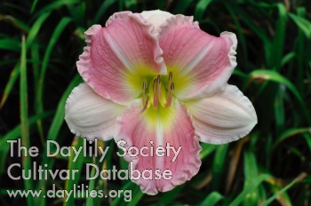Olmsted Pink Ruffles AHS image