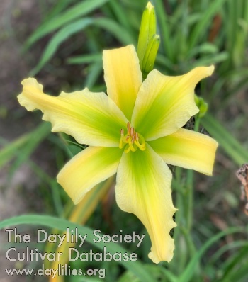 Yellow Stiletto AHS image