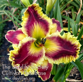 Lily Cynthia Cimaroli AHS image