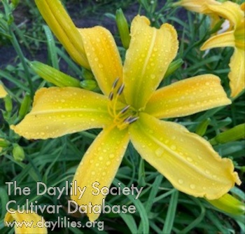 Strawfly AHS image
