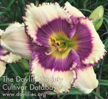 Violet Cream Pansy AHS image