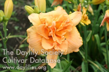 Papaya Paradise AHS image