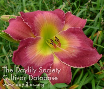 Date Rose AHS image