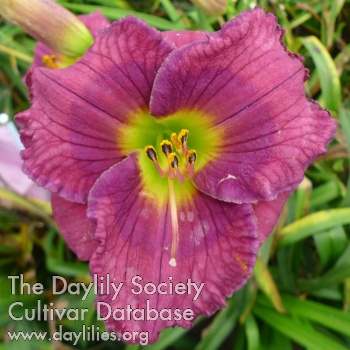 Orchid Shower AHS image