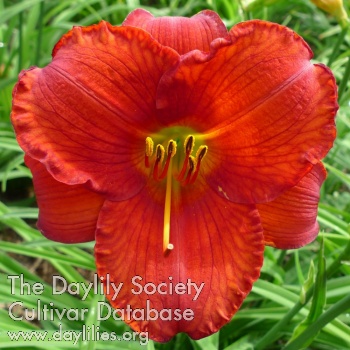 Scarlet Charm AHS image