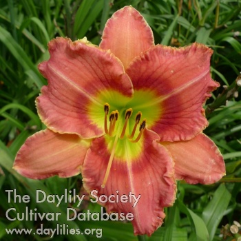 Jewel of Summer AHS image