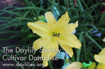 Mobius Yellow AHS image