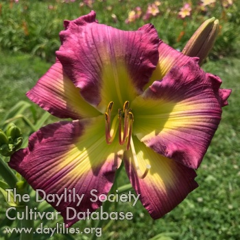 Color Melange AHS image