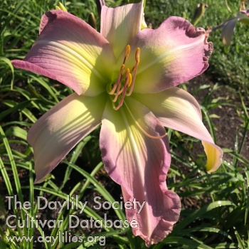 Himalayan Pink AHS image