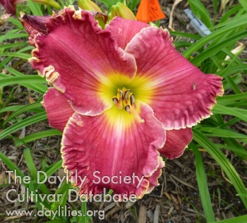Sybil G. AHS image