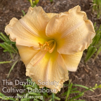Ruffled Creamsicle AHS image