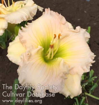 Touch of Blush AHS image