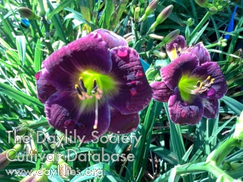 Petite Mary Anne AHS image