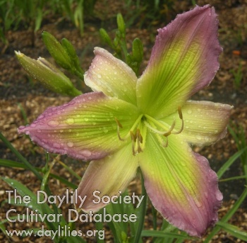 Fleur de Soie