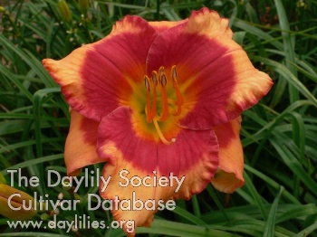 Dragon Candy AHS image