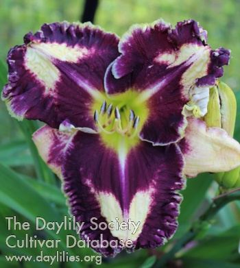 Laurelwood's Soul Mate AHS image