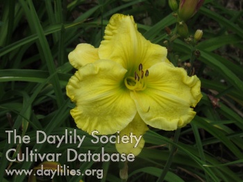 Moon Cake AHS image