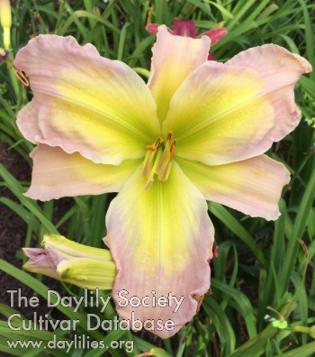 Darling Daphne AHS image