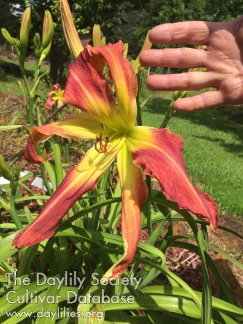 Buddy's Big Shaun AHS image