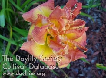 Buddy's Double Orange AHS image