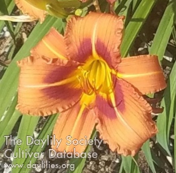 John Roberge Starburst AHS image
