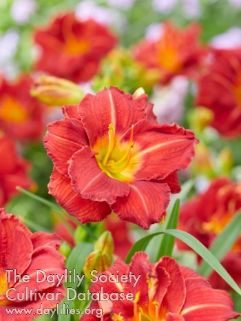 Booby Ruby AHS image
