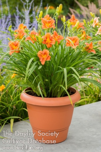 EDL Orange AHS image