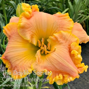 Peach Sorbet AHS image