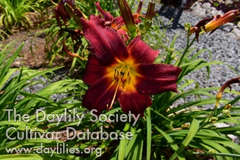 Velvet Willow AHS image