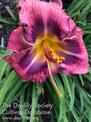 Suburban Hawaiian Breeze AHS image