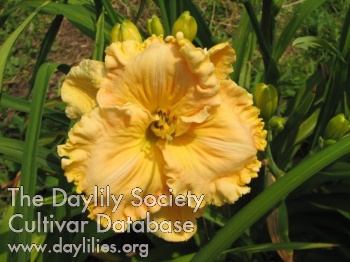 Benz's Tupelo Honey AHS image