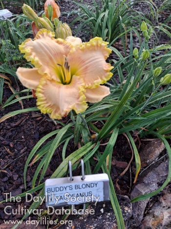 Buddy's Sylva AHS image