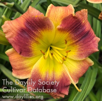 Bobalicious AHS image