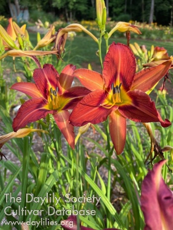 Tickle Works Here - American Daylily Society
