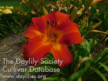 Dawn's Joy