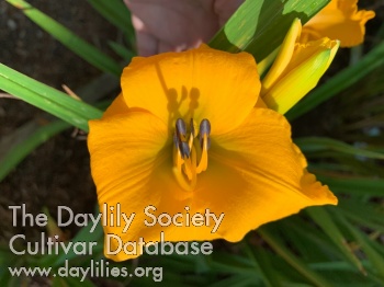 Parker's Gold Nuggets AHS image