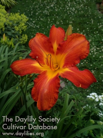 Orange de Feu