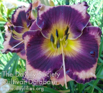 Small World Bold and Beautiful AHS image